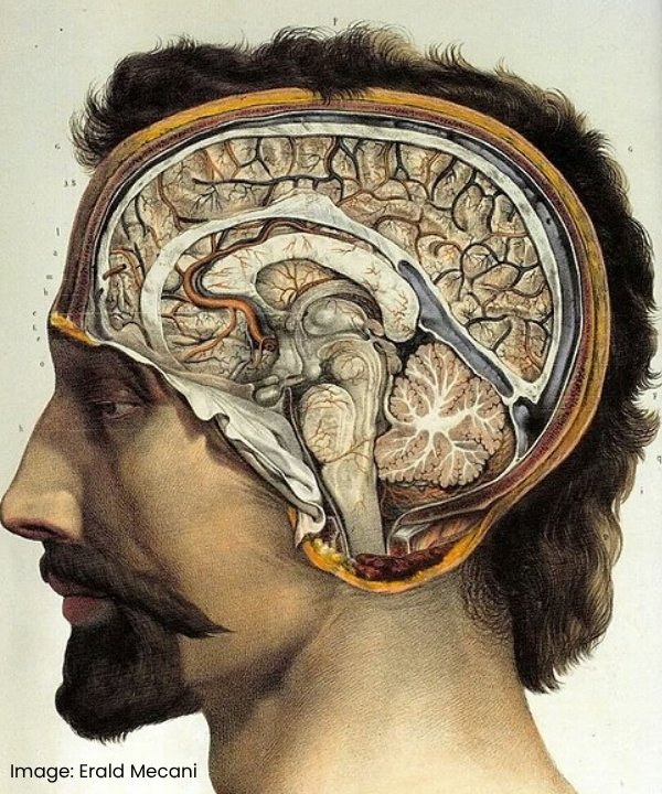 Image: Erald Mecani